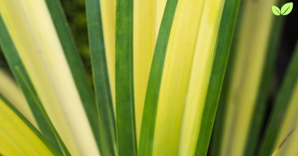 pandanus veitchii