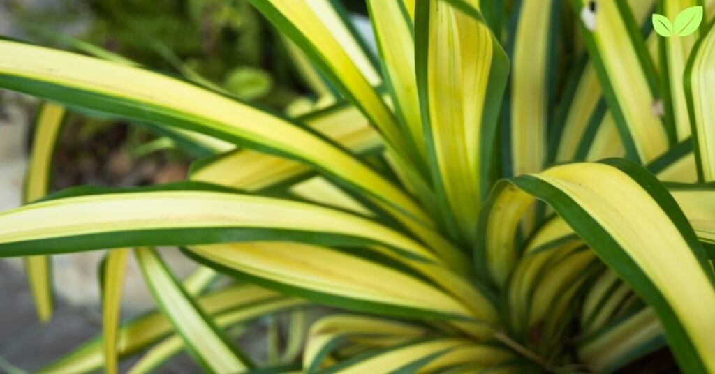 pandanus veitchii