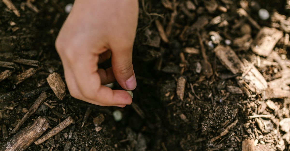 peat compost