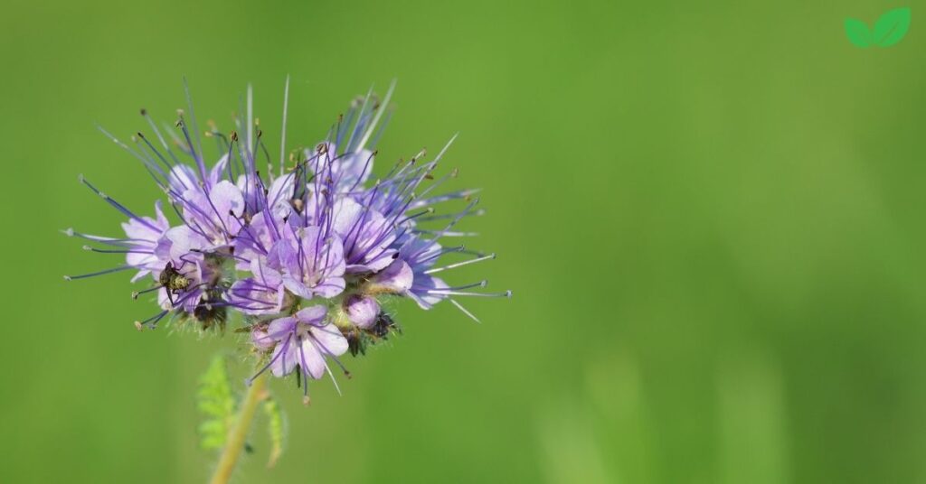 phacelia tanacetifolia