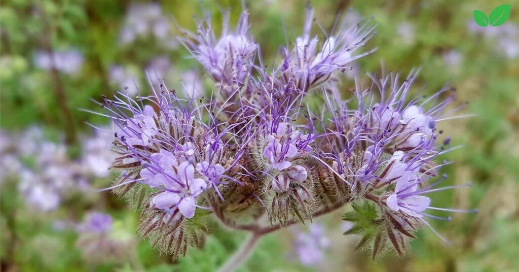 phacelia tanacetifolia