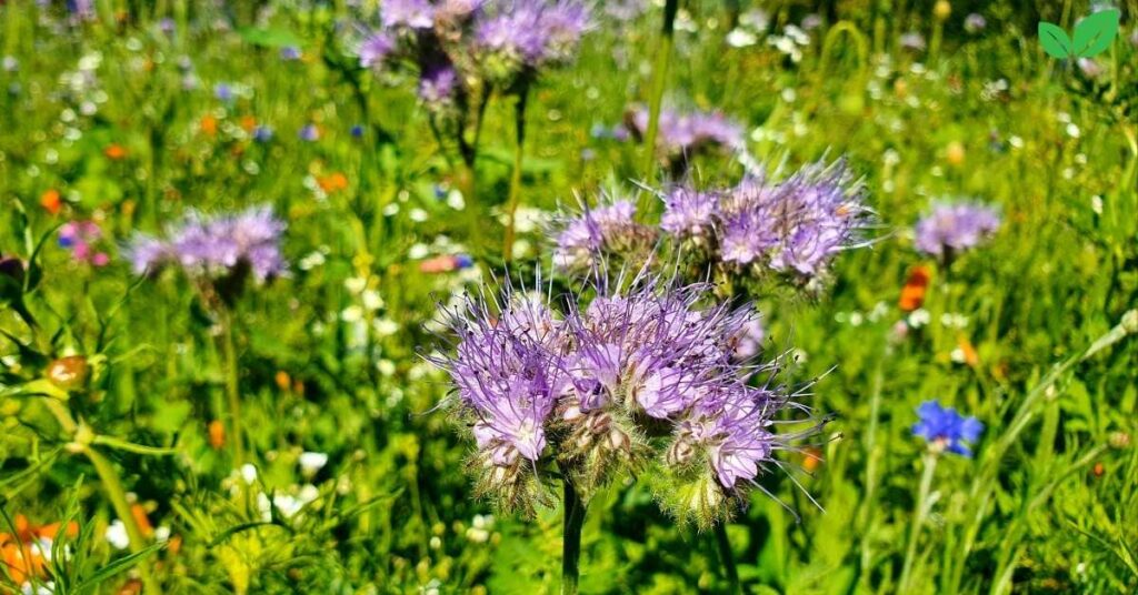 phacelia tanacetifolia