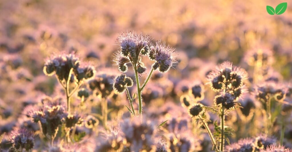 phacelia tanacetifolia