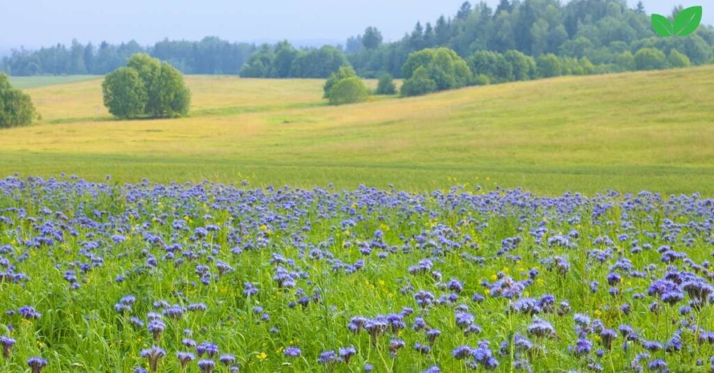 phacelia tanacetifolia