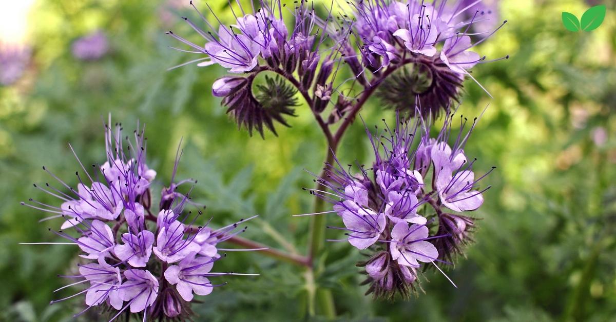 phacelia tanacetifolia