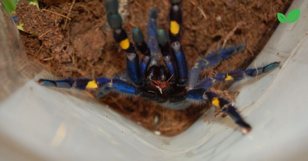 poecilotheria metallica