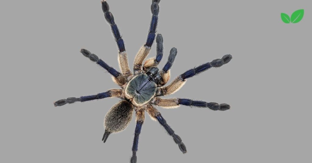 poecilotheria metallica