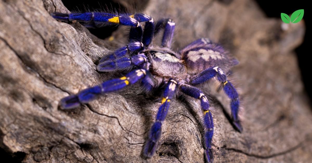 poecilotheria metallica