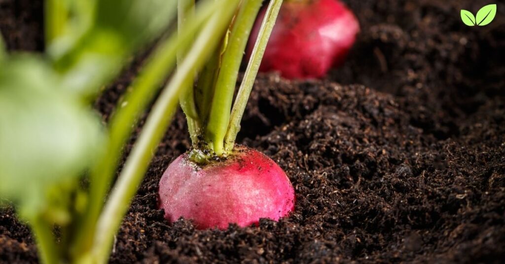 radish