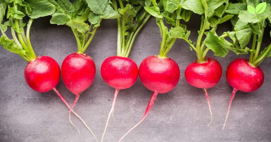 radish