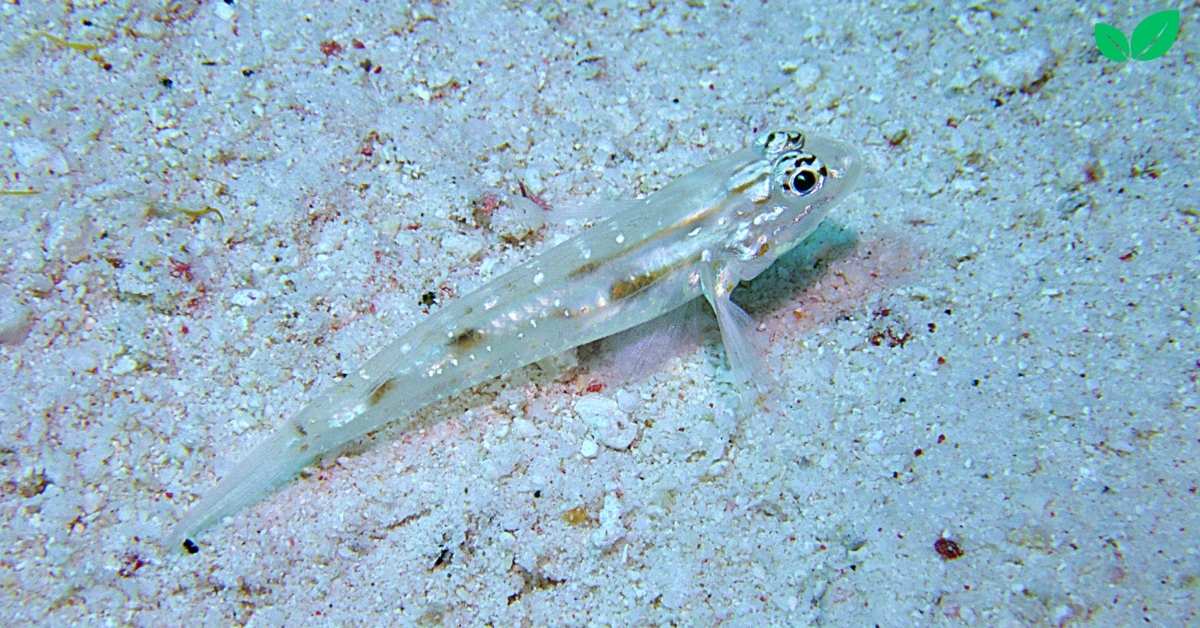 sand canyon goby