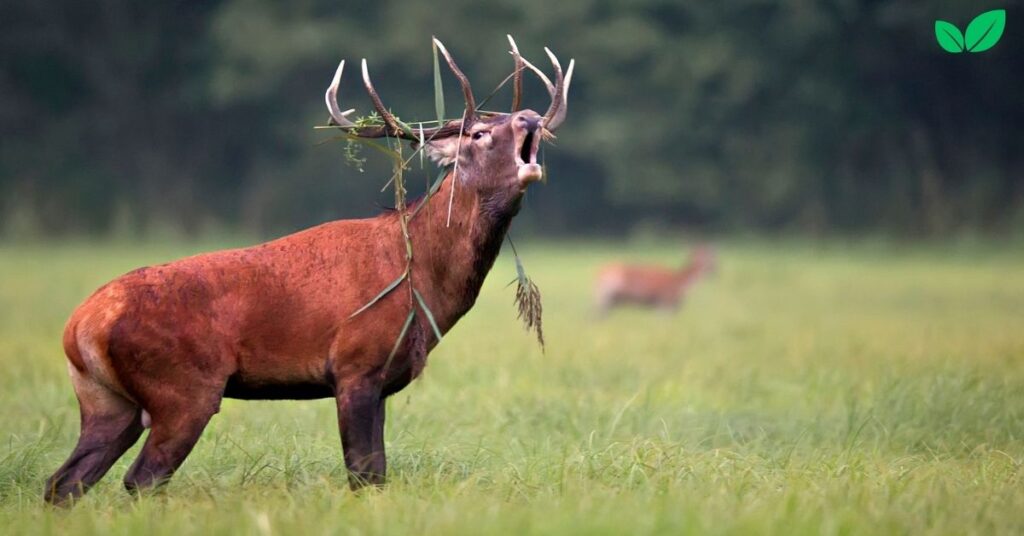 stag deer