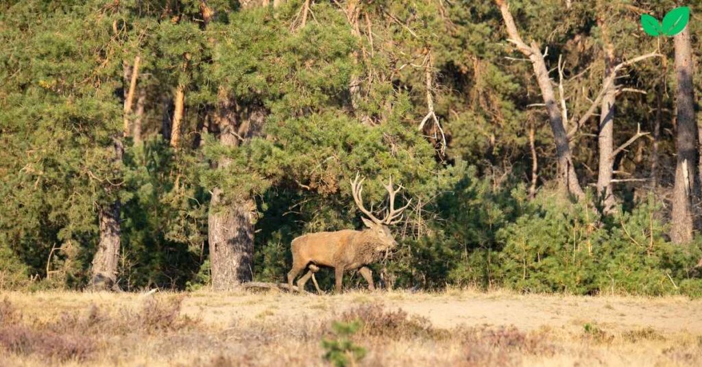 stag deer