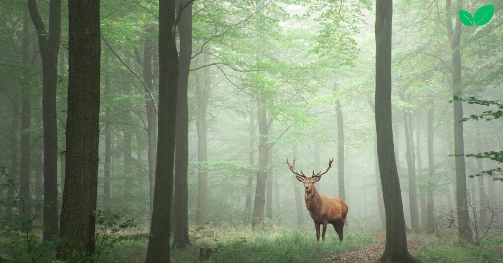 stag deer