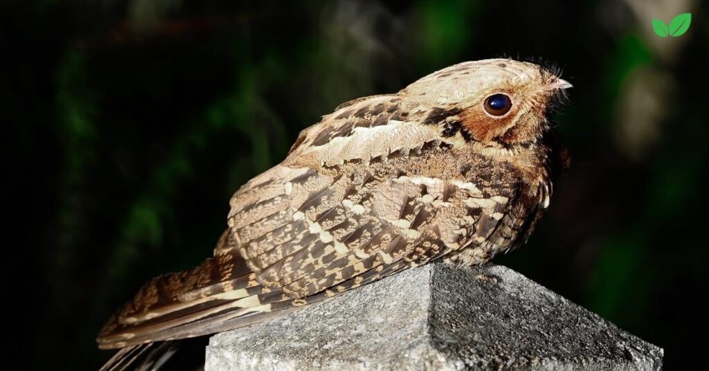 swamp nightjar