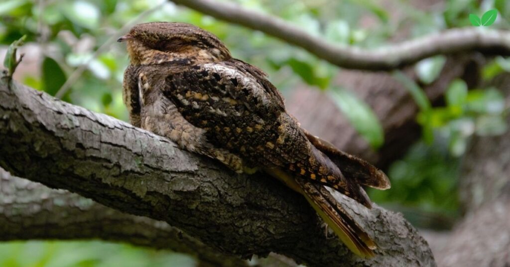 swamp nightjar