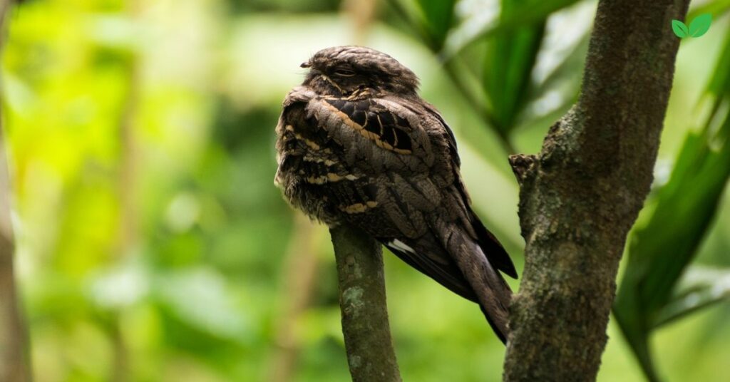 swamp nightjar