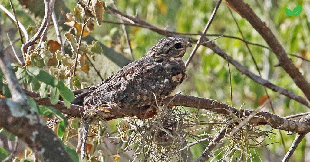 swamp nightjar