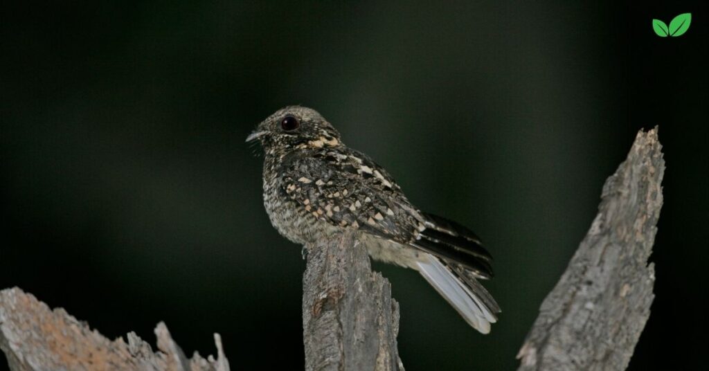 swamp nightjar