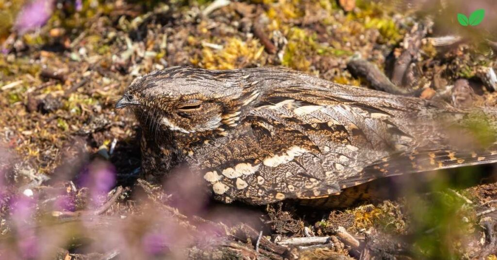 swamp nightjar