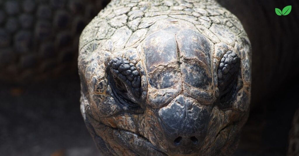 big headed turtle