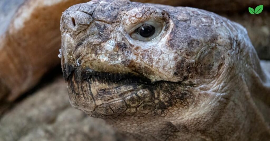 big headed turtle