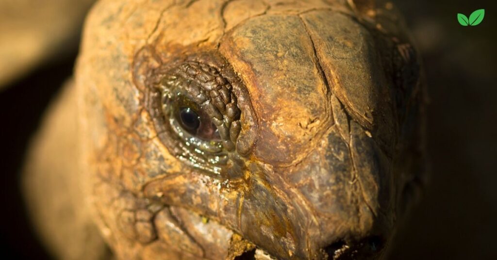 big headed turtle