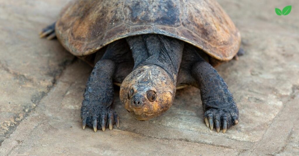 big headed turtle