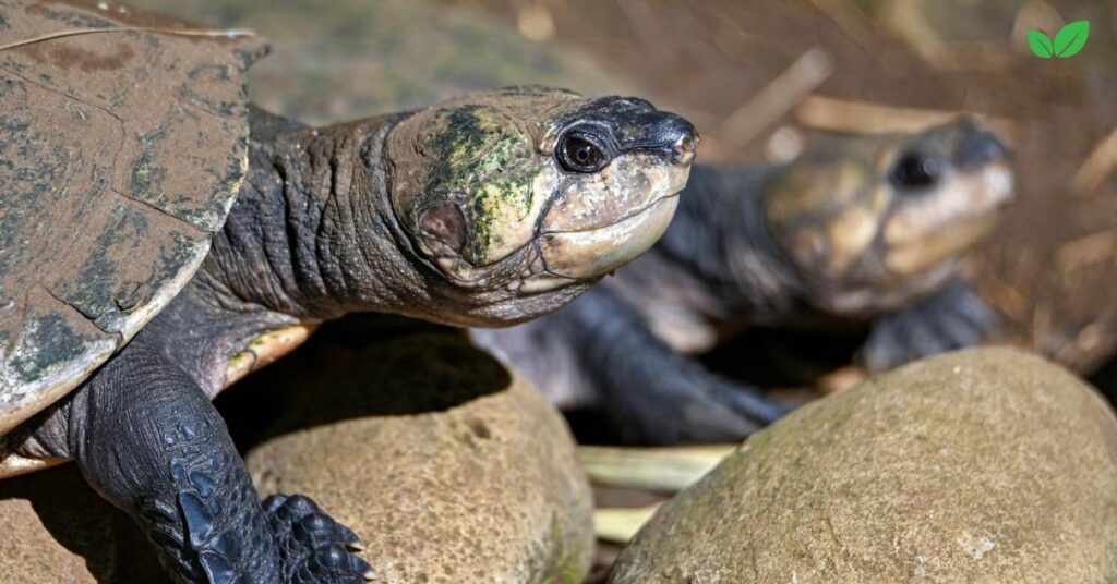 big headed turtle