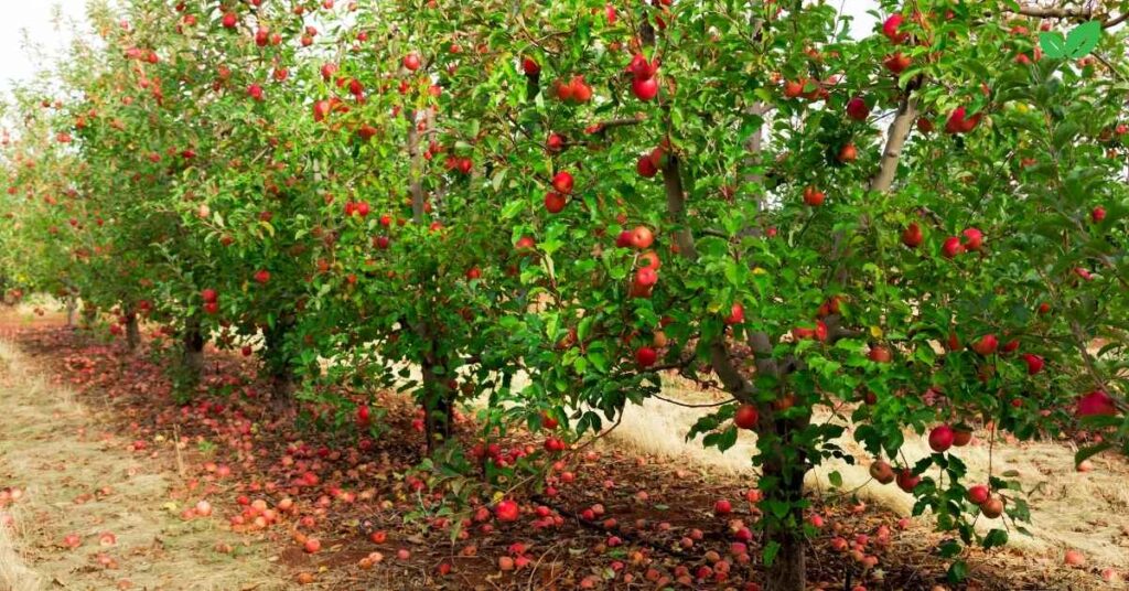 georgia apple industry