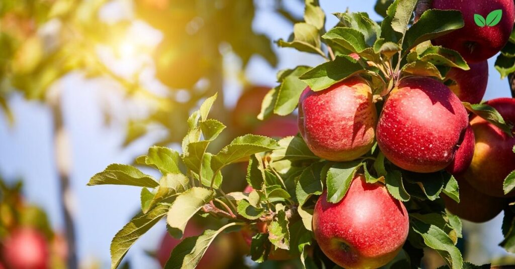 georgia apple industry