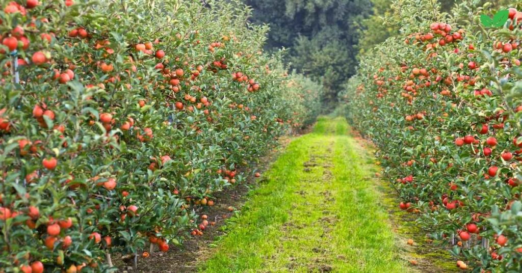 georgia apple industry