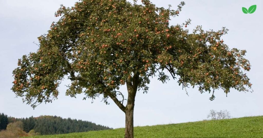 georgia apple industry