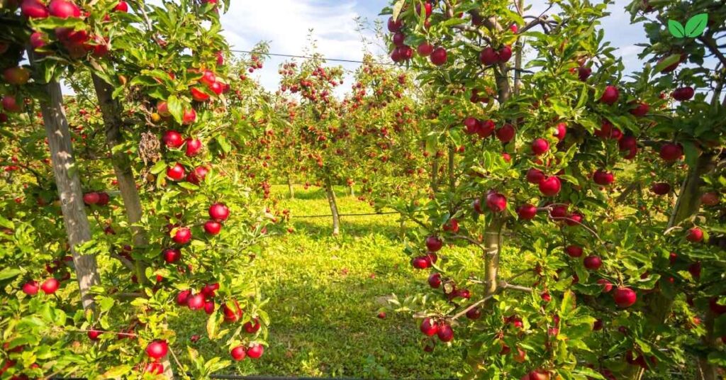 georgia apple industry