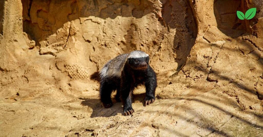 honey badger