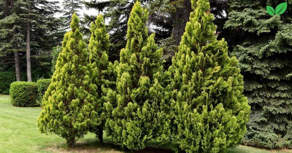 thuja occidentalis