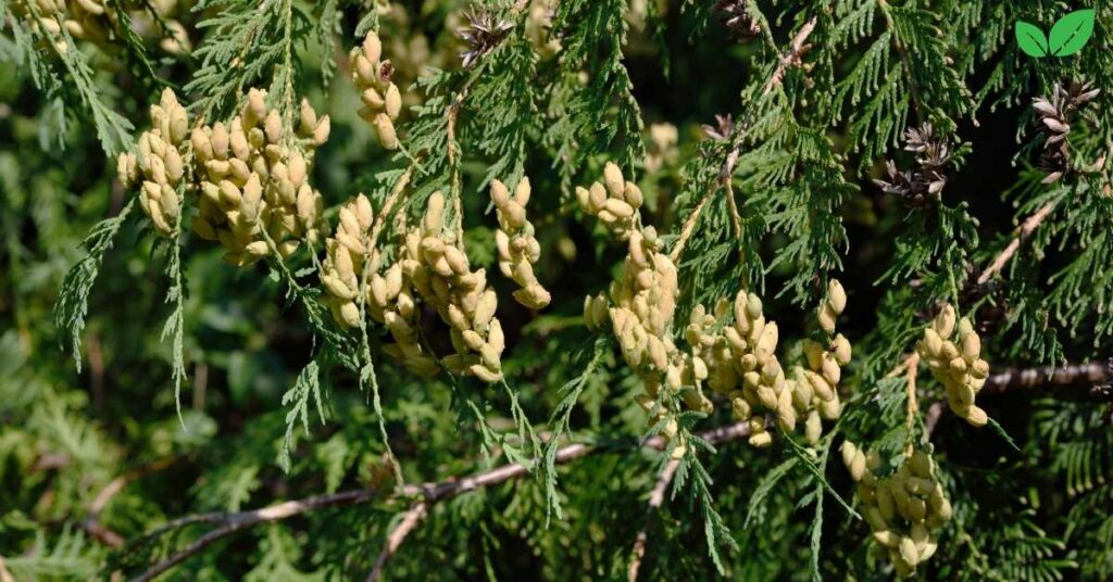 thuja occidentalis