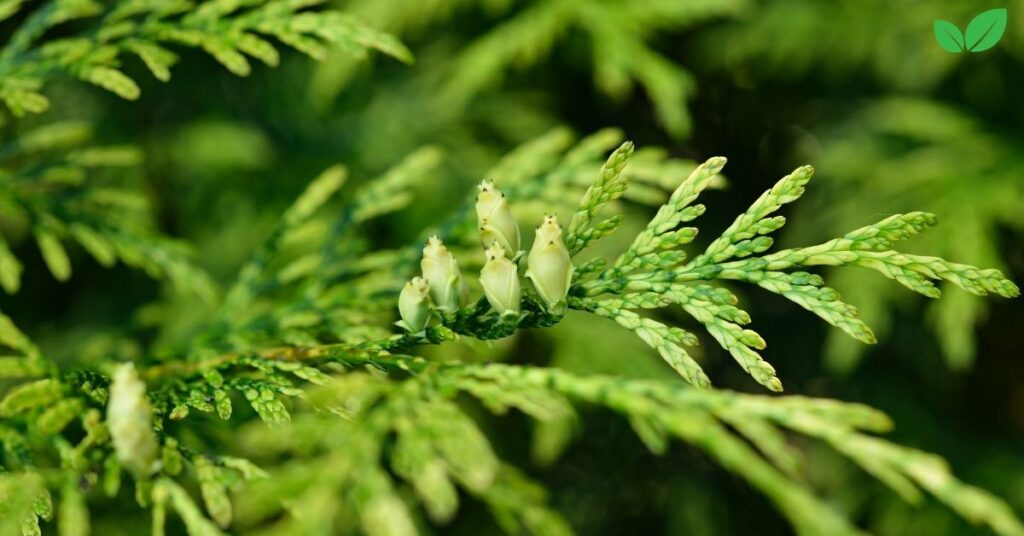 thuja occidentalis