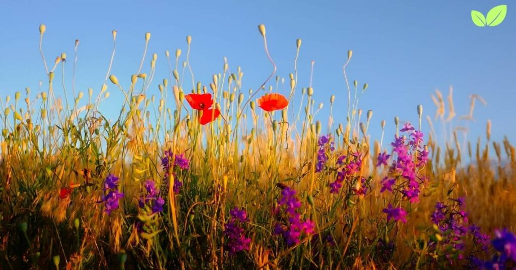 types of wildflowers