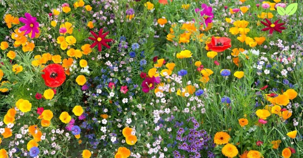 types of wildflowers