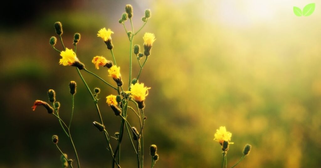 types of wildflowers