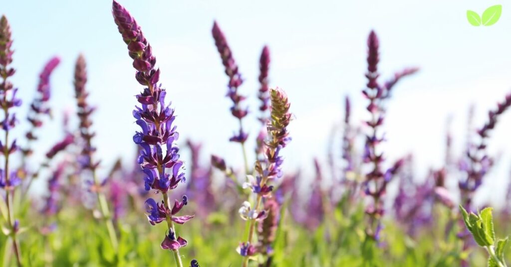 types of wildflowers