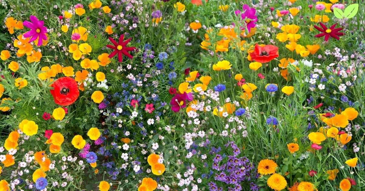 types of wildflowers