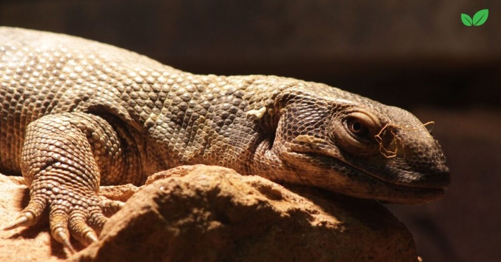 varanus exanthematicus