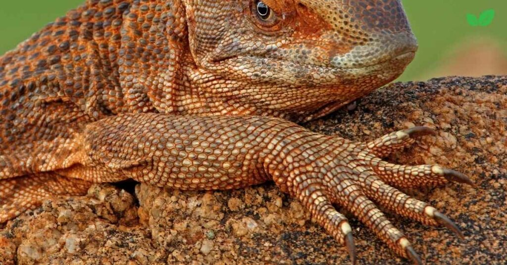 varanus exanthematicus