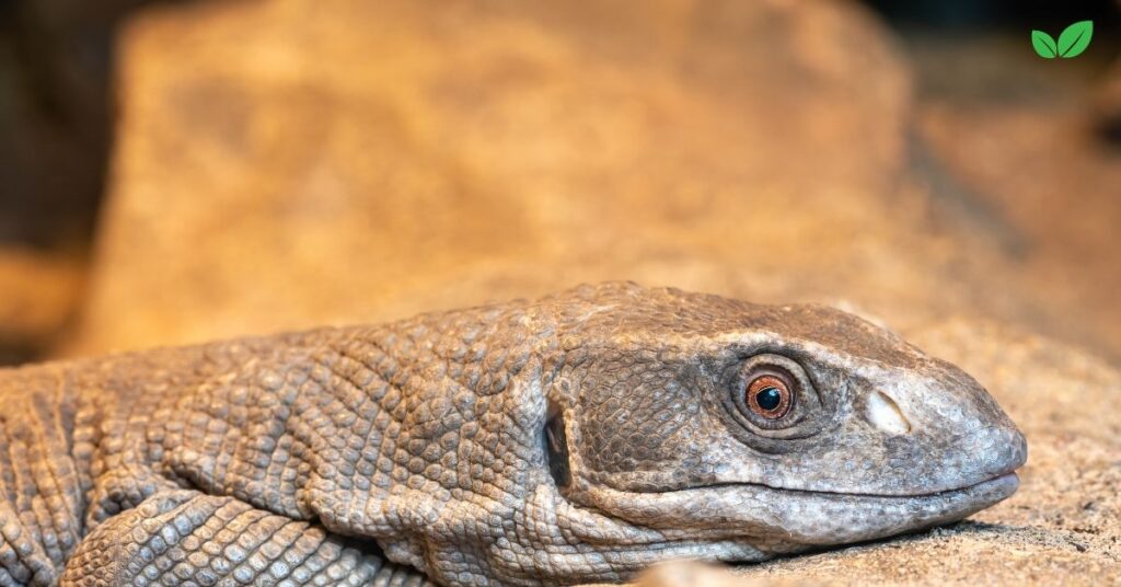 varanus exanthematicus