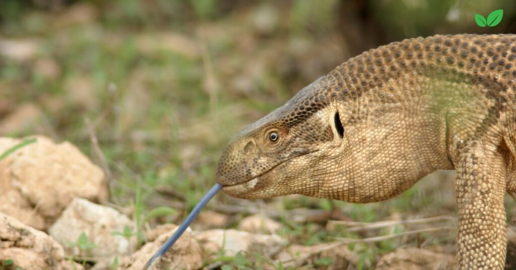 varanus exanthematicus