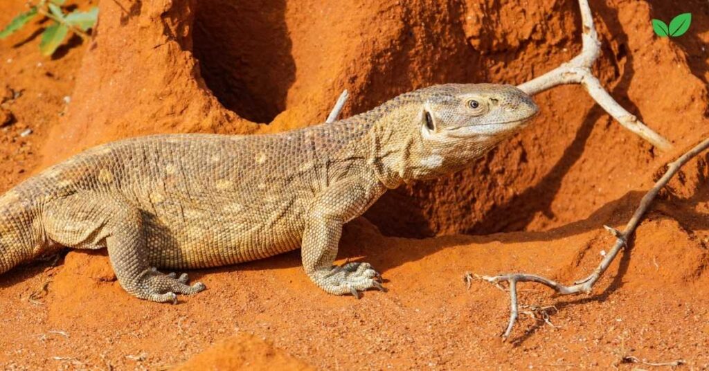 varanus exanthematicus