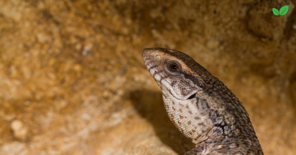 varanus exanthematicus